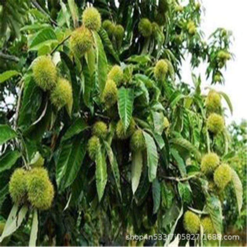 栗子树苗基地嫁接板栗树苗价格泰山大红袍板栗树苗