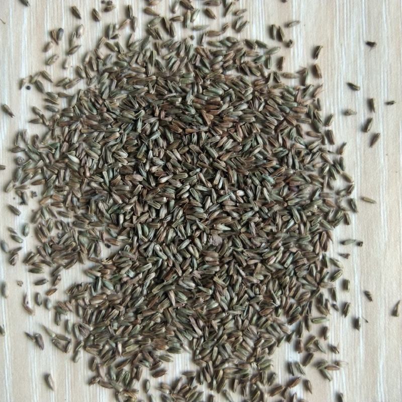 新产牛膝种子牛膝籽一年生药材种子好种易管理