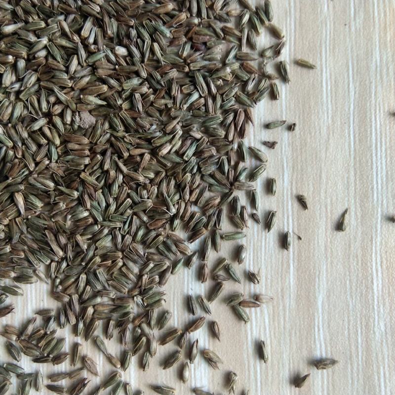 新产牛膝种子牛膝籽一年生药材种子好种易管理