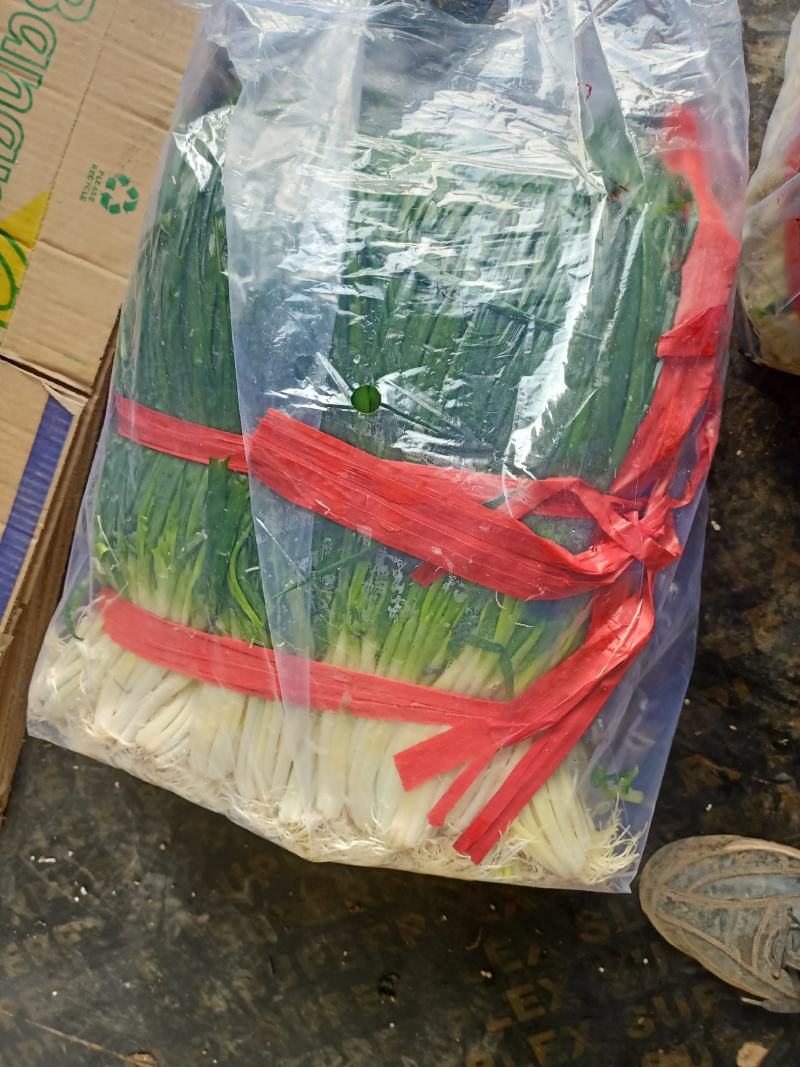 邯郸小葱精品蔬菜。精品质量，诚信经营质量保证