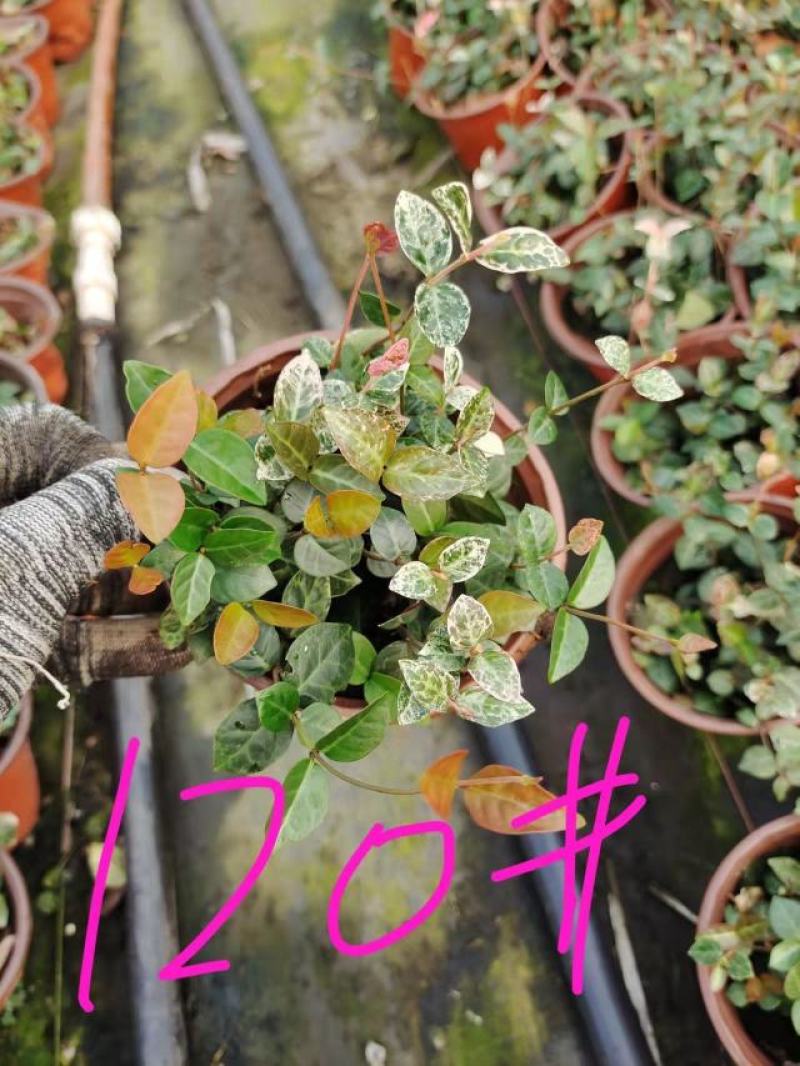花叶络石爬藤植物