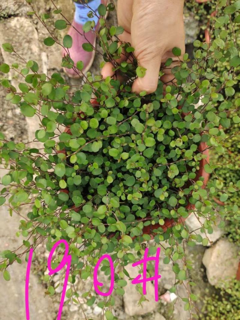 花叶络石爬藤植物