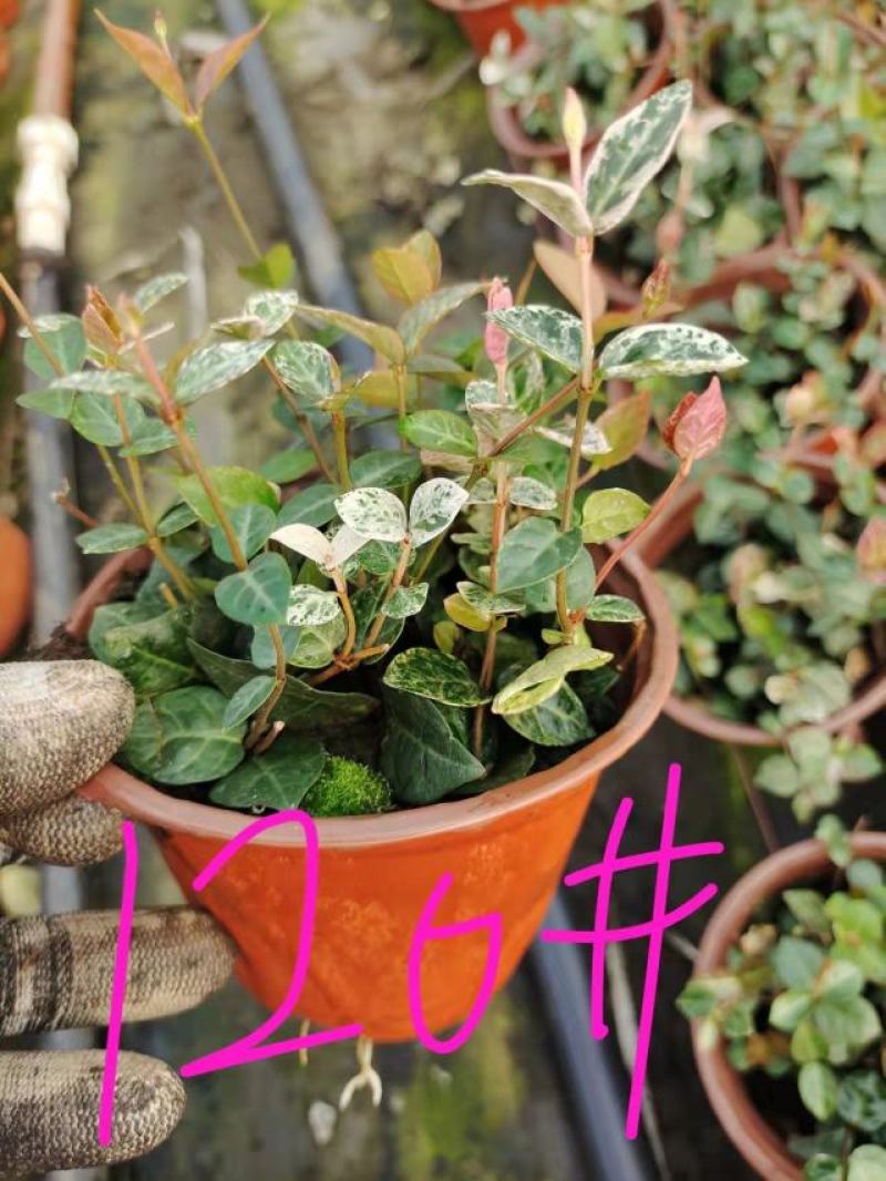 花叶络石爬藤植物