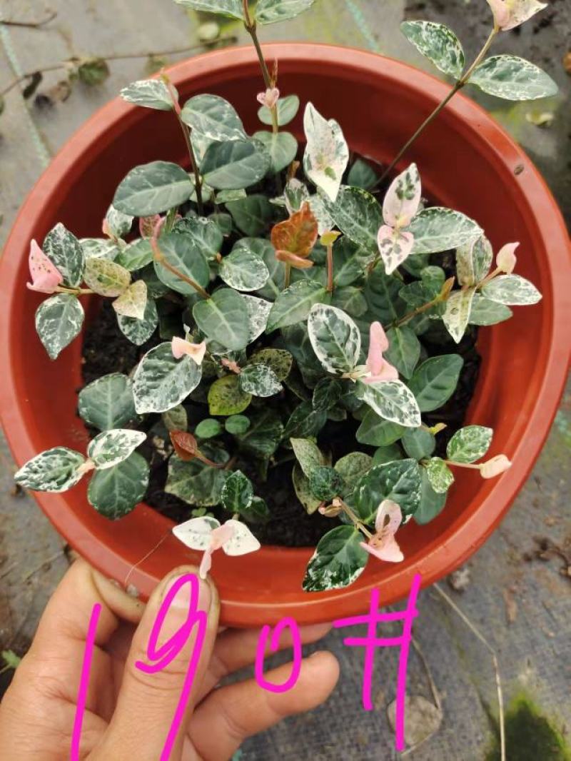 花叶络石爬藤植物