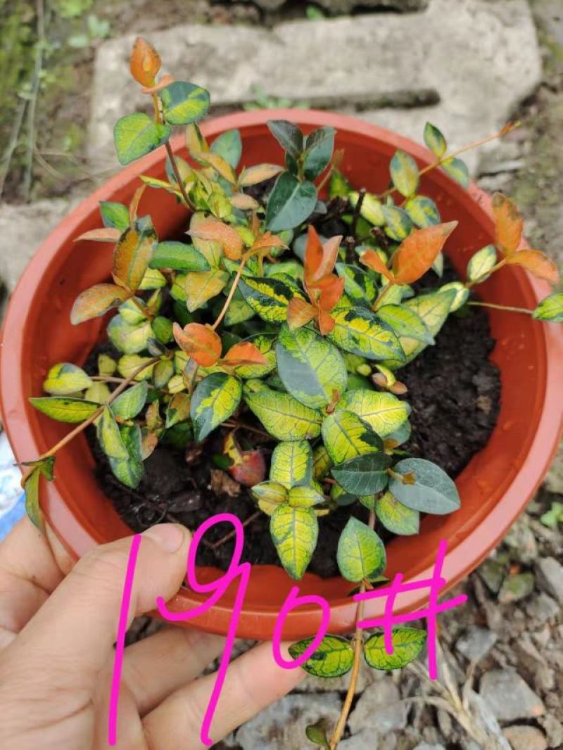 花叶络石爬藤植物