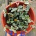 花叶络石爬藤植物