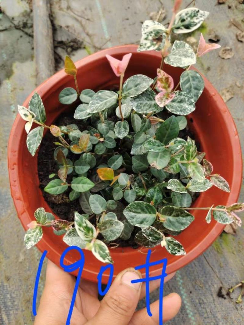 花叶络石爬藤植物