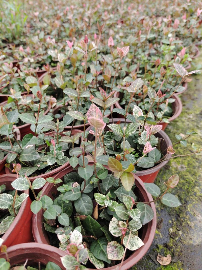 花叶络石爬藤植物