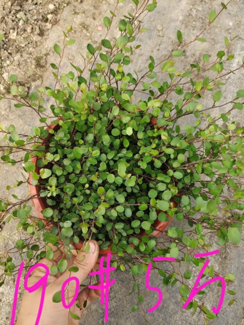 花叶络石爬藤植物