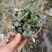 花叶络石爬藤植物