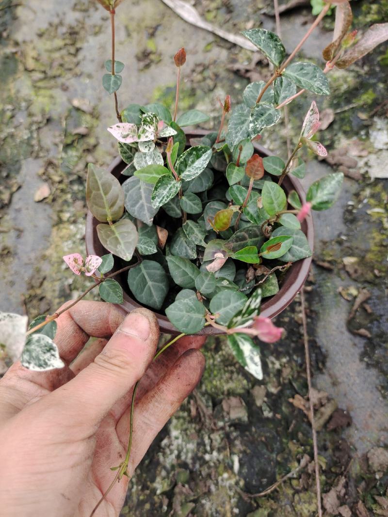 花叶络石爬藤植物