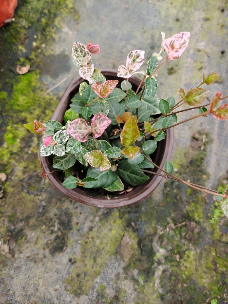 花叶络石爬藤植物