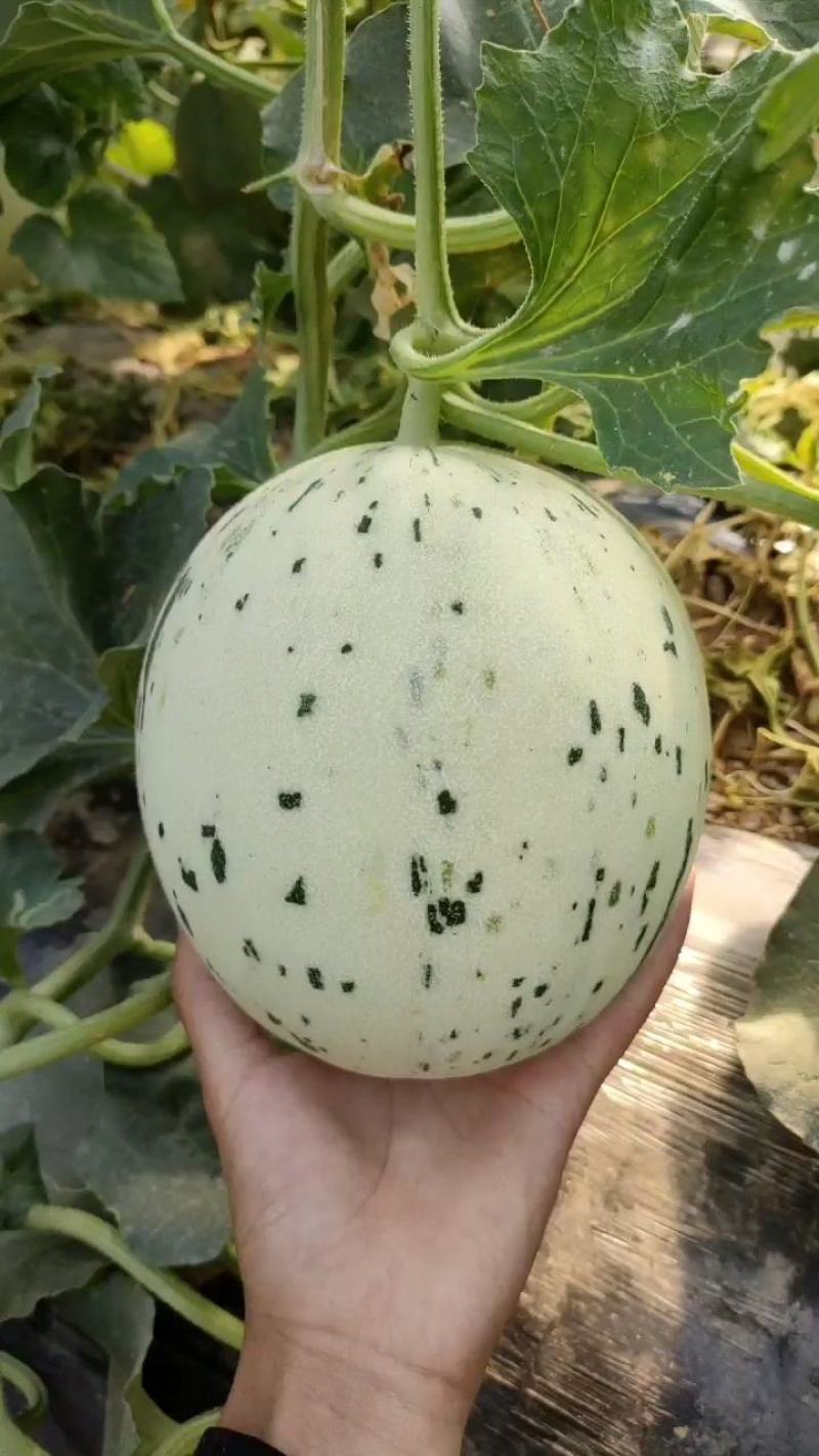 厚皮甜瓜种子月露流星蜜露白肉流星甜度高