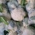 花菜已大量销售中，实花和散花等有机品种都有，欢迎前来采购