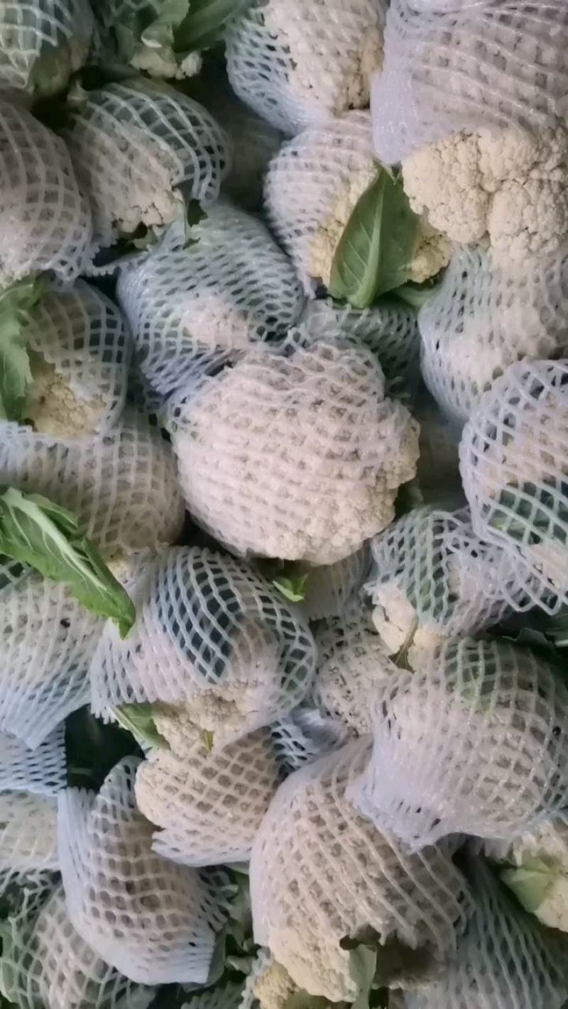 花菜已大量销售中，实花和散花等有机品种都有，欢迎前来采购