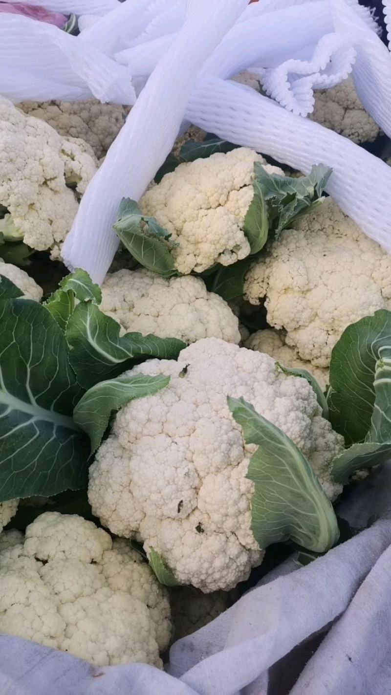 花菜已大量销售中，实花和散花等有机品种都有，欢迎前来采购