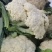 花菜已大量销售中，实花和散花等有机品种都有，欢迎前来采购