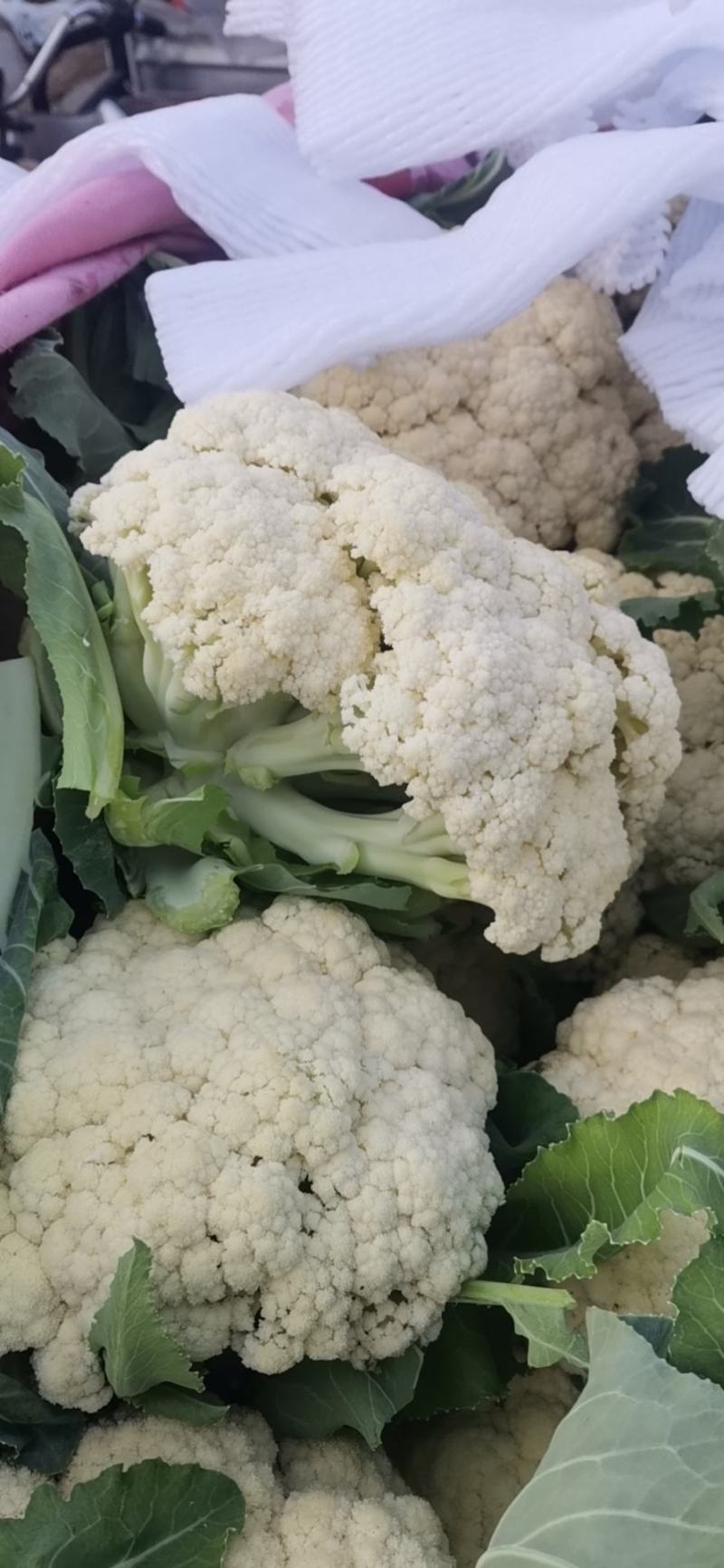花菜已大量销售中，实花和散花等有机品种都有，欢迎前来采购