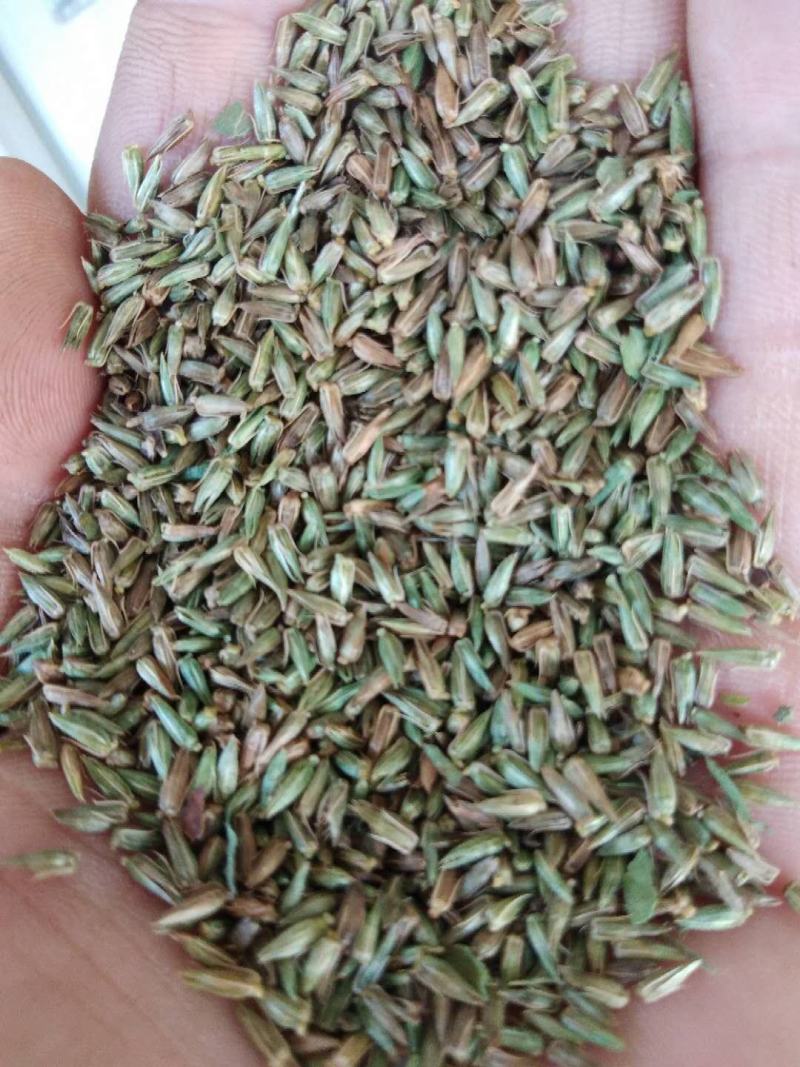 新产牛膝种子牛膝籽一年生药材种子好种易管理