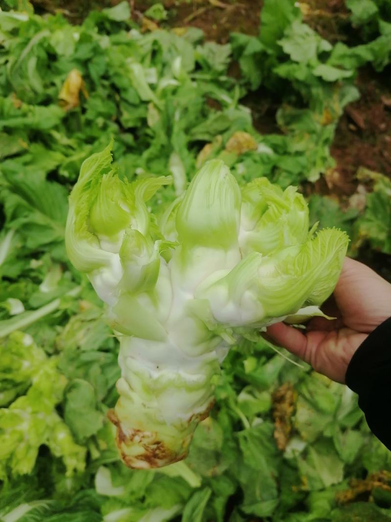 儿菜大量上市，欢迎各路诸侯前来商议