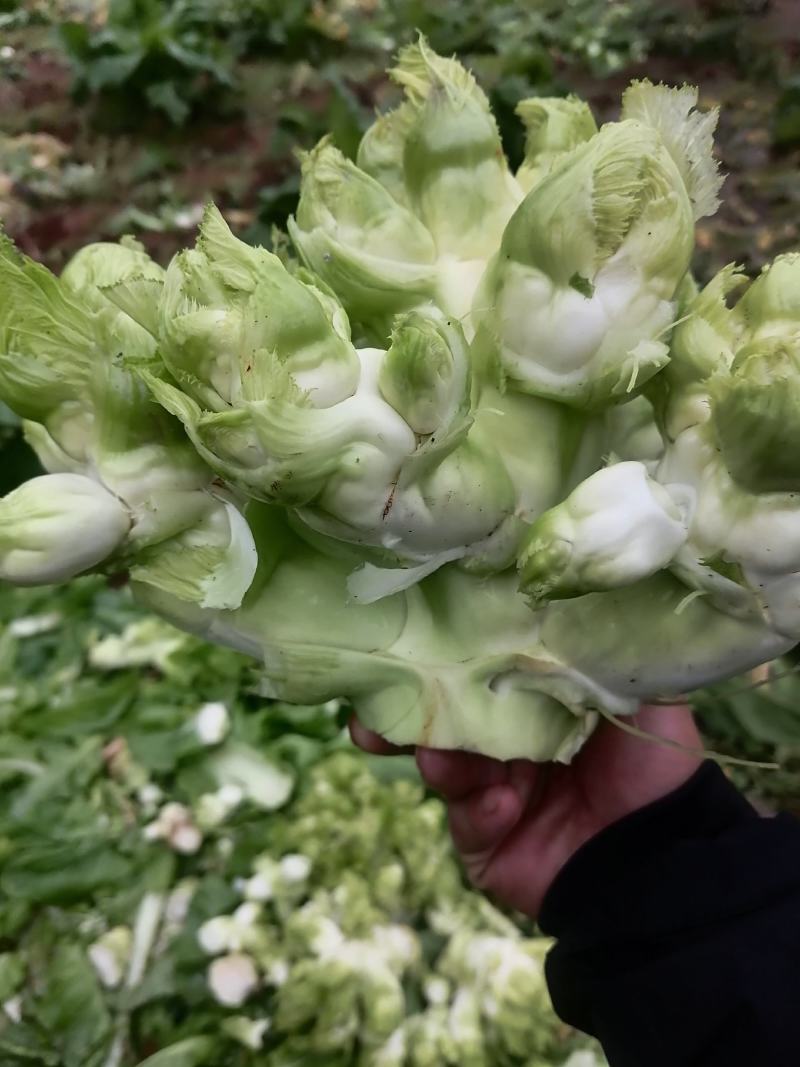 儿菜大量上市，欢迎各路诸侯前来商议