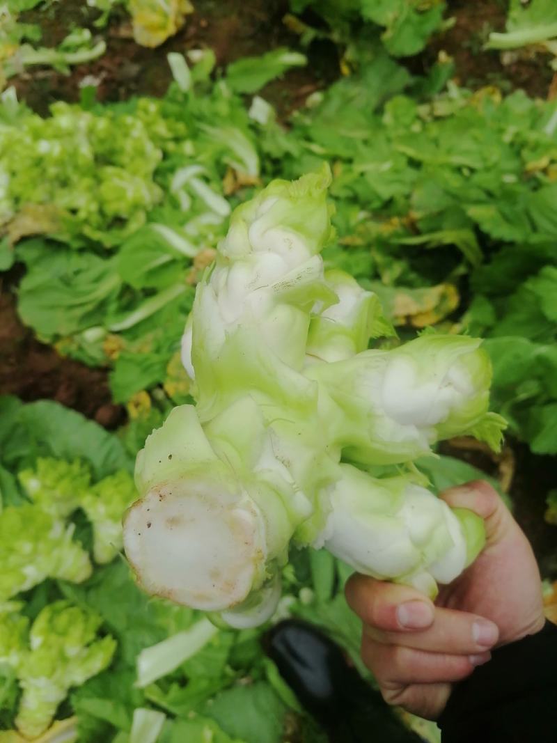 儿菜大量上市，欢迎各路诸侯前来商议