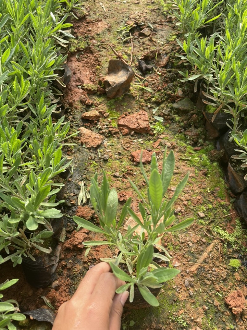 薰衣草云南昆明小杯高度20货源充足