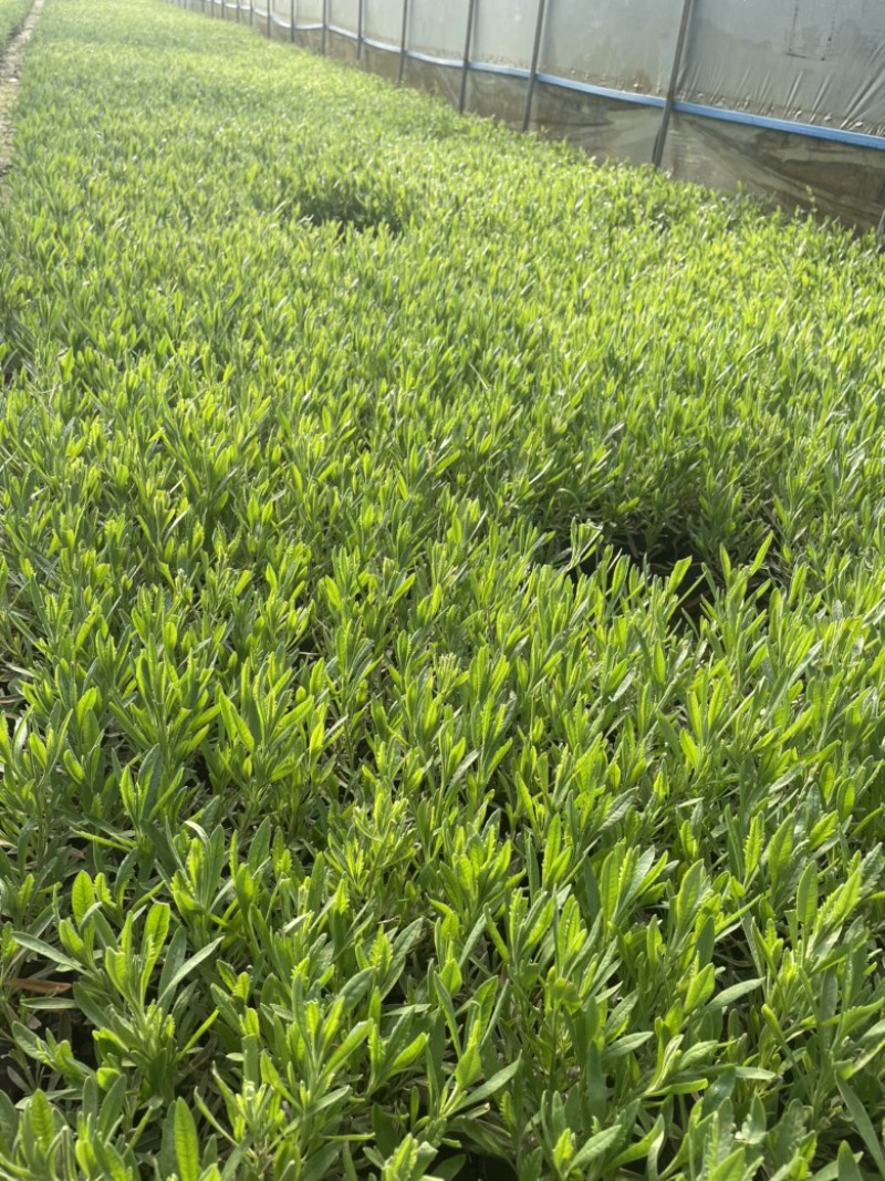 薰衣草云南昆明小杯高度20货源充足