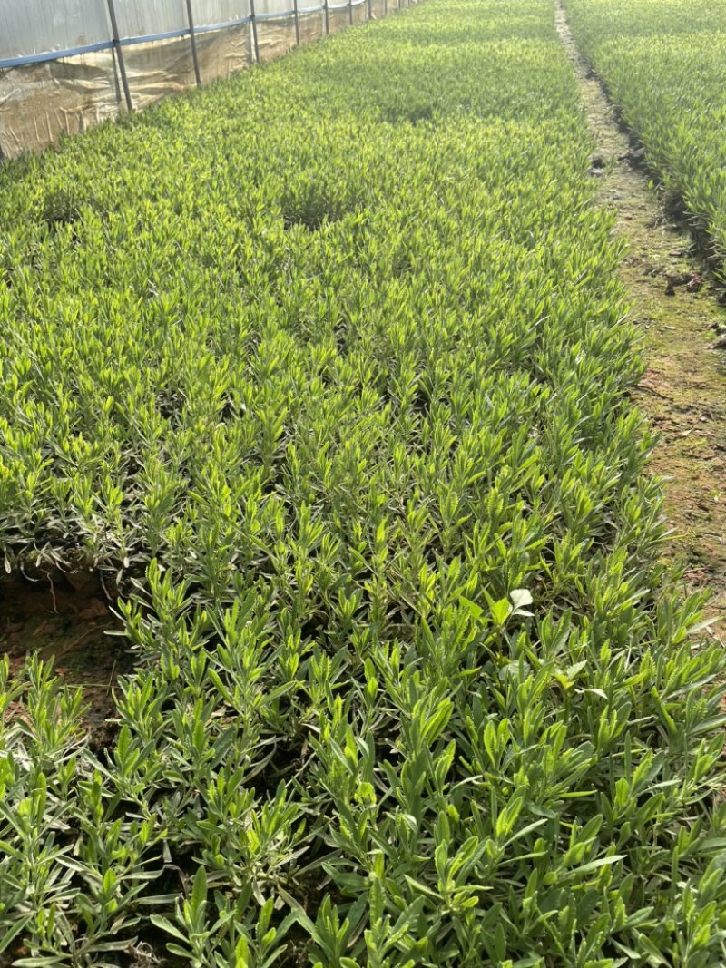 薰衣草云南昆明小杯高度20货源充足