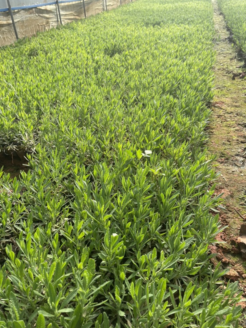 薰衣草云南昆明小杯高度20货源充足