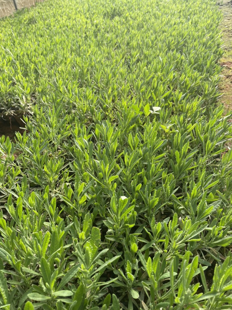 薰衣草云南昆明小杯高度20货源充足