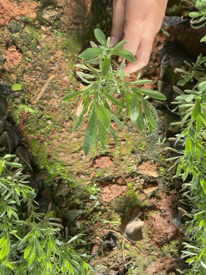 薰衣草云南昆明小杯高度20货源充足