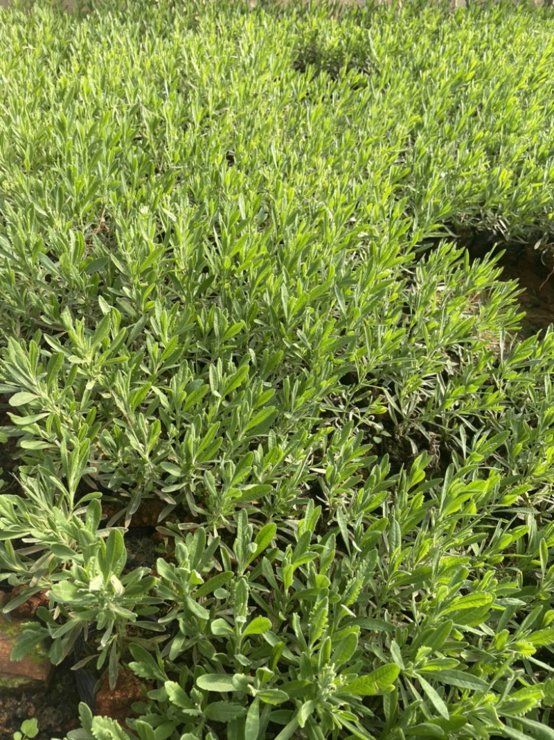 薰衣草云南昆明小杯高度20货源充足