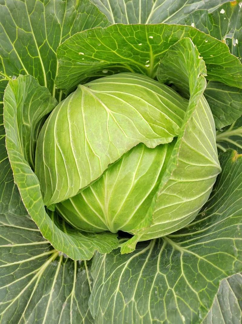 四川扁包菜。富士春，新品上市！物美价廉！
