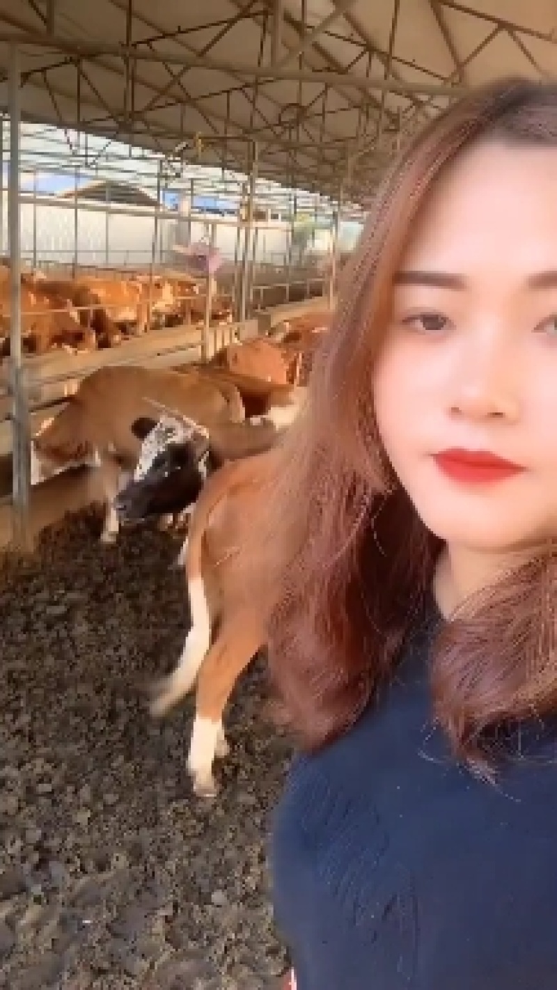 鲁西黄牛犊买十头送一头包送货有需要的联