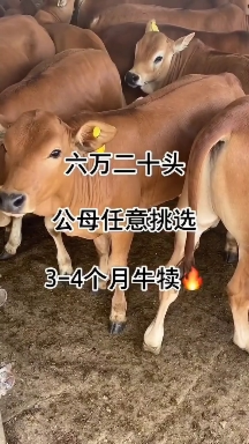 育肥牛犊买十头送一头包送货有需要的联系