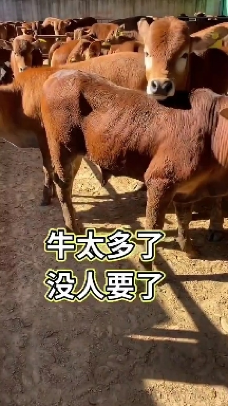 育肥牛犊买十头送一头包送货有需要的联系