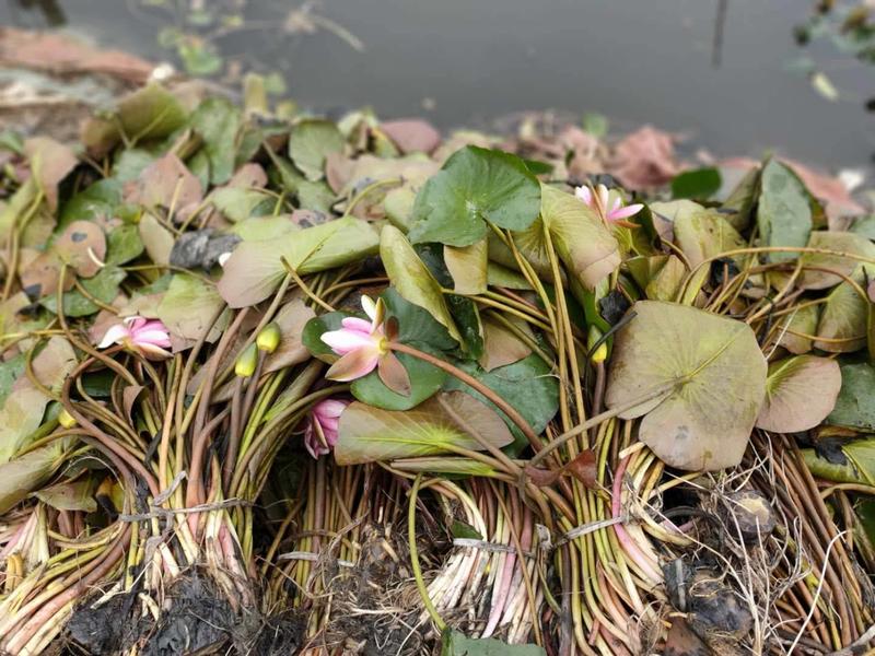 河北艺荷水生出售盆栽裸根睡莲苗，绿化工程用苗