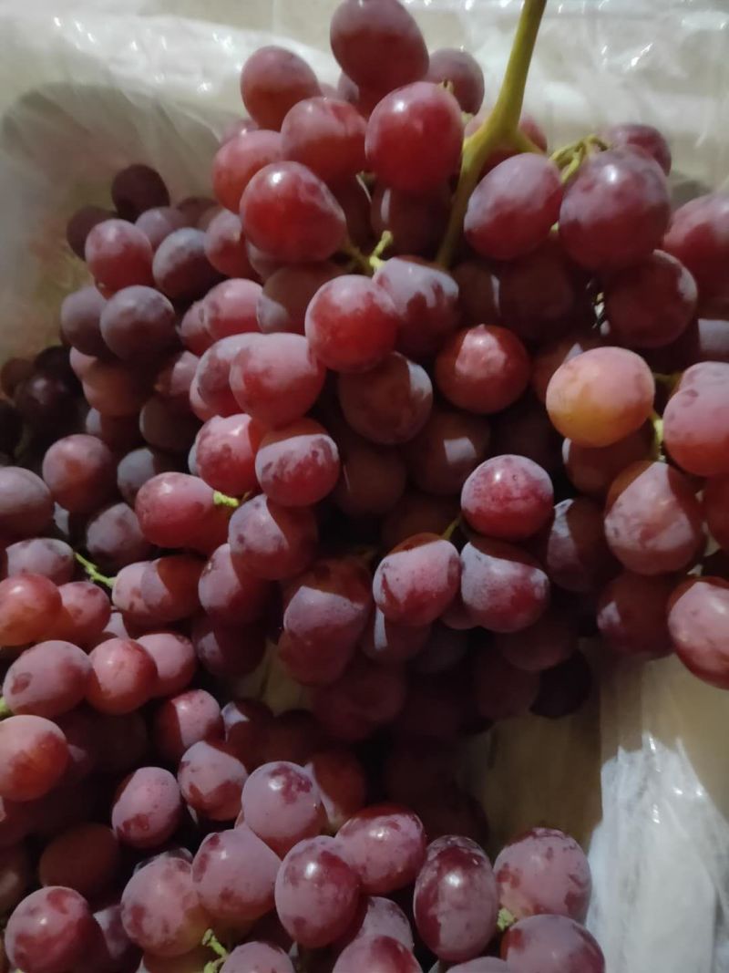 敦煌红提葡萄