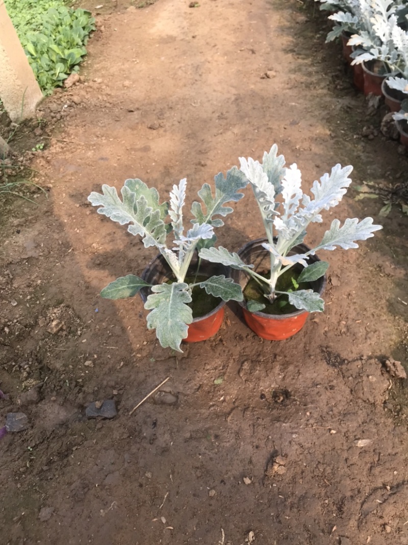 银叶菊，基地大量现货供应，银叶菊，欢迎新老客户前来订购