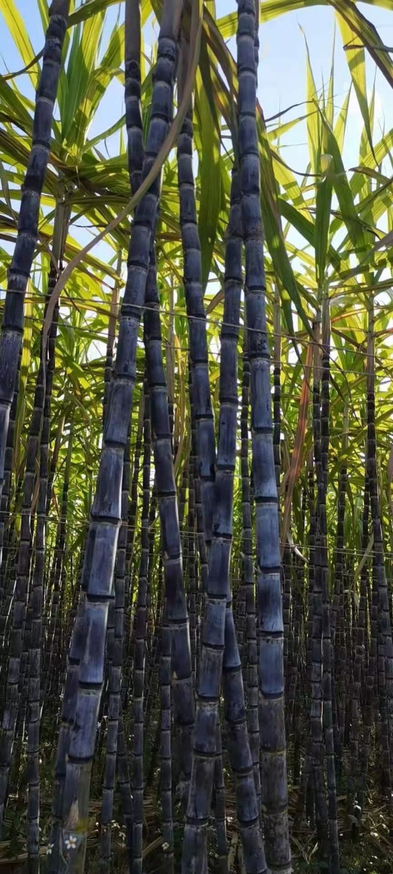 广西博白黑皮甘蔗，一手货源，物美价优，诚信经营，欢迎选购