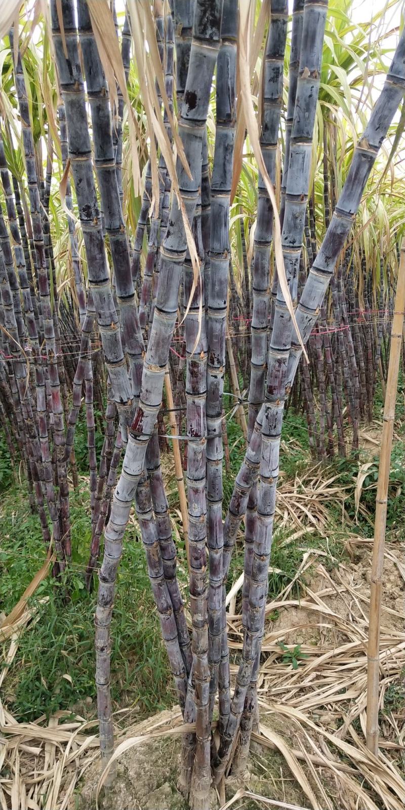 广西博白黑皮甘蔗，一手货源，物美价优，诚信经营，欢迎选购