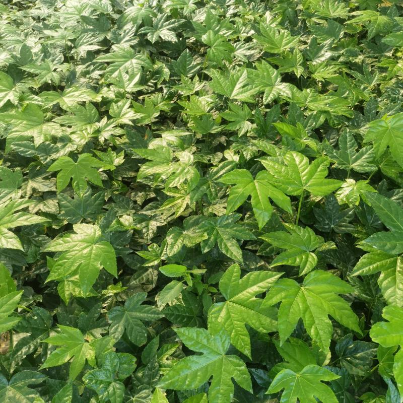 八角金盆，自产自销，量大从优，欢迎订购，谢谢合作