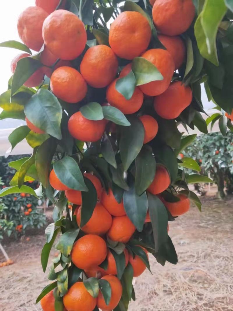 广西梧州蒙山砂糖桔