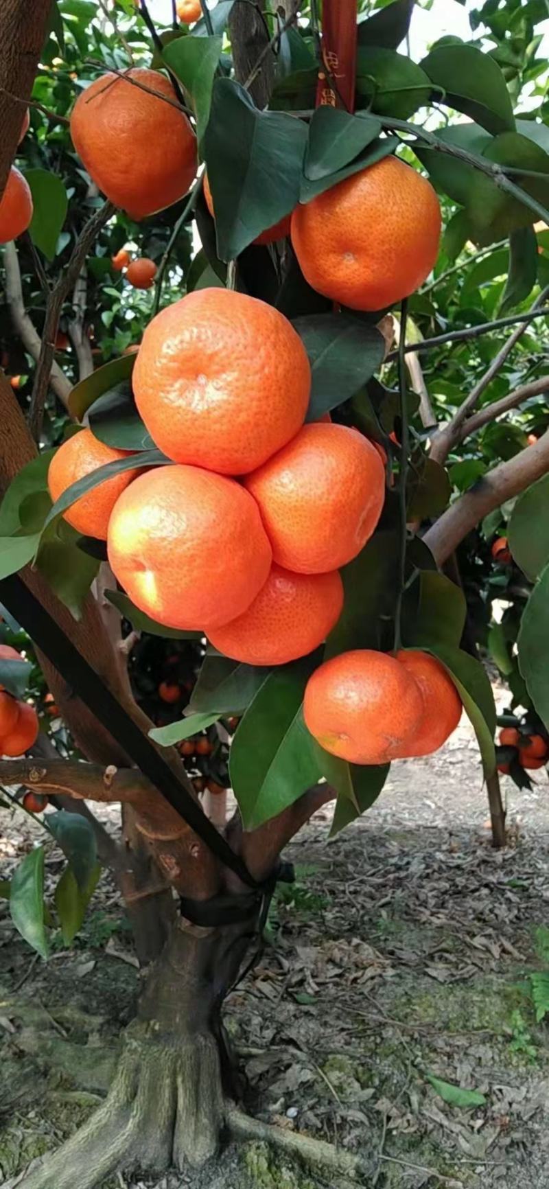 广西梧州蒙山砂糖桔