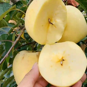 维纳斯黄金苹果苗：世界一号苹果苗，王林苹果苗1，2，3年