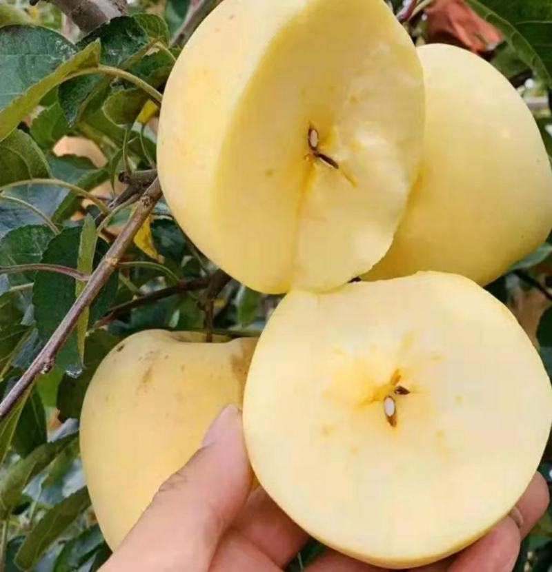 维纳斯黄金苹果苗：世界一号苹果苗，王林苹果苗1，2，3年