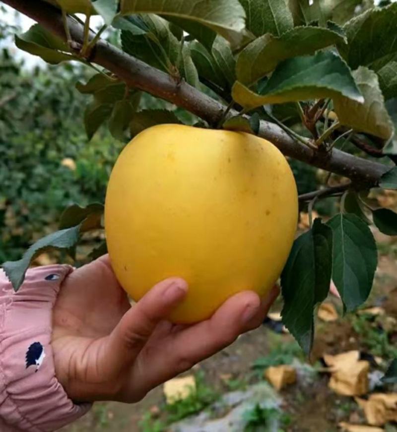 维纳斯黄金苹果苗：世界一号苹果苗，王林苹果苗1，2，3年