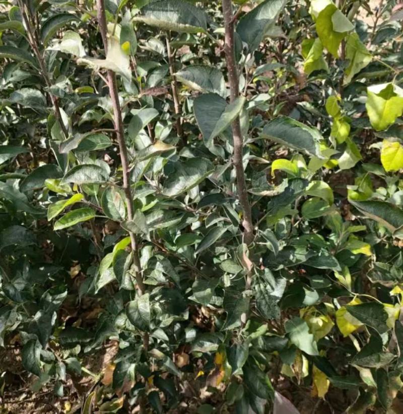 维纳斯黄金苹果苗：世界一号苹果苗，王林苹果苗1，2，3年
