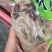 现煮牛杂半成品8成熟一包2斤火锅半成品食材